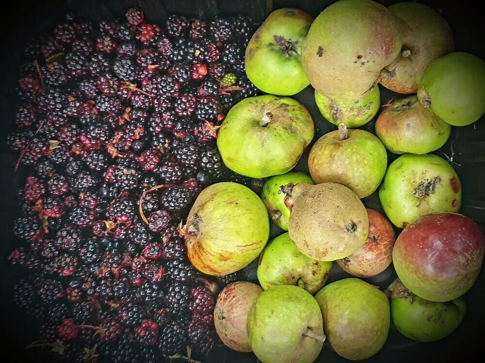 Foraged damsons and apples in a tray