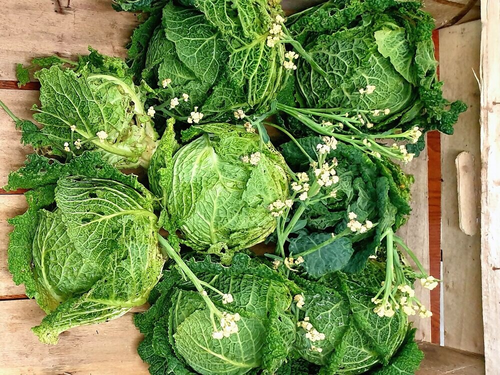 Garden greens picked on-site