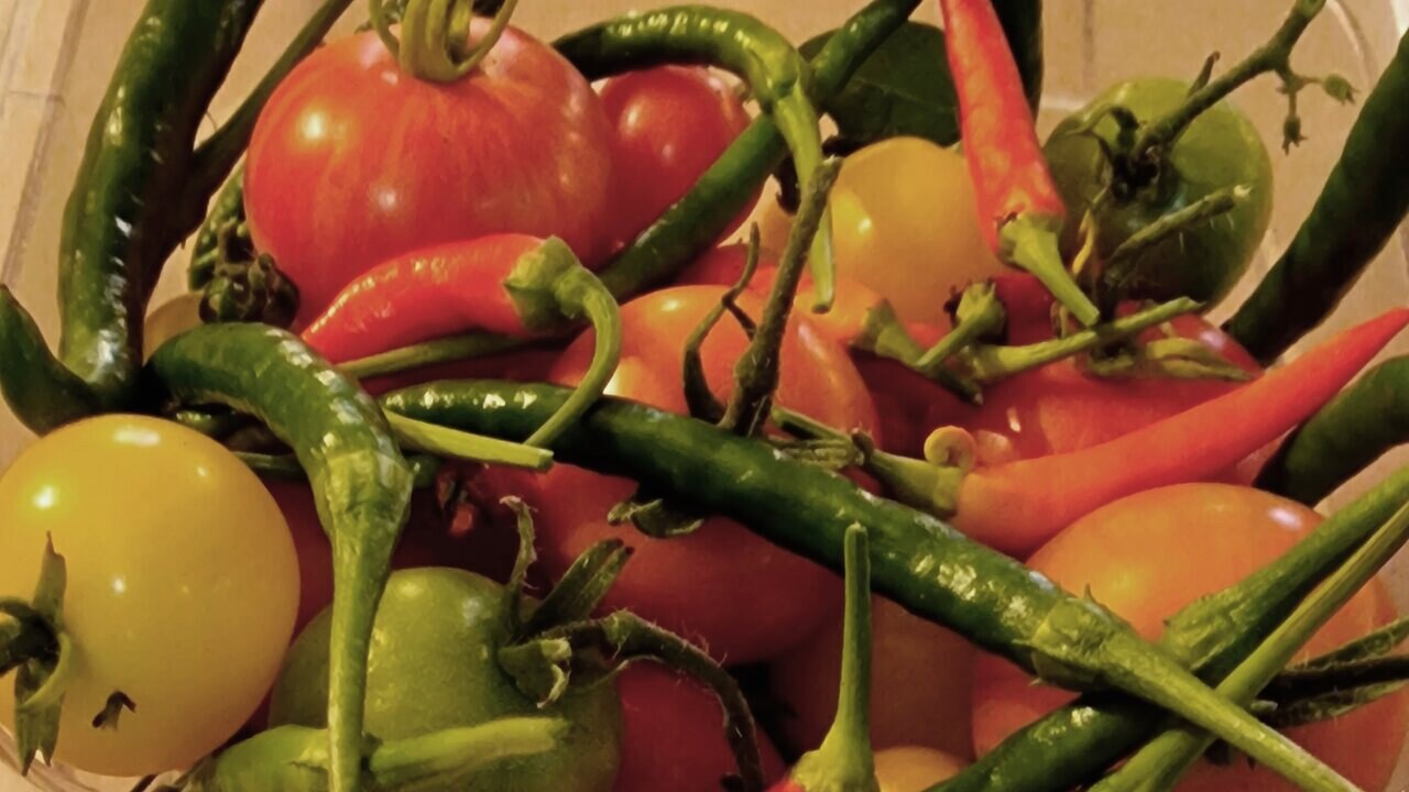 Tomatoes and chillies ripening in the greenhouse